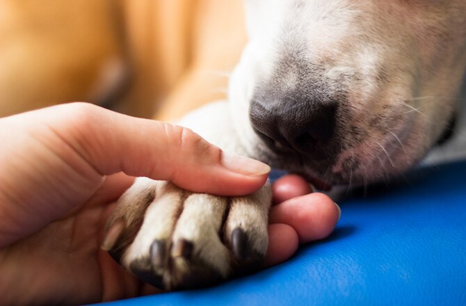 how to put paw balm on dog