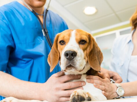 Clinical Trial Options for Pets with Cancer