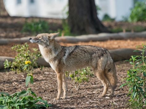 How to Protect Your Pet from Coyotes