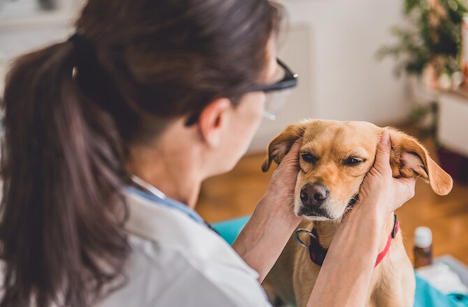 can ear infections cause deafness in dogs