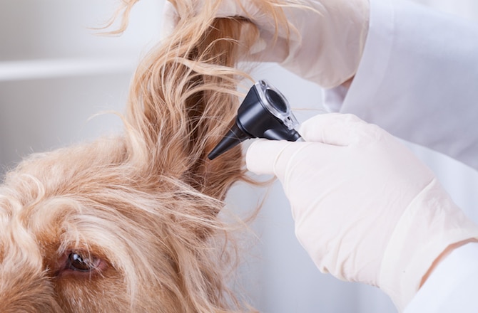 can dogs go deaf from ear infections