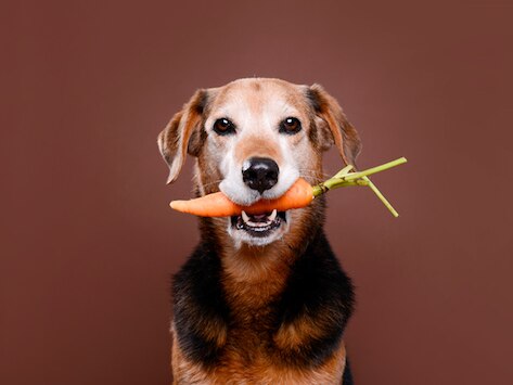 5 Disease-Fighting Foods for Your Dog