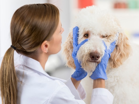 Eyeworm Infection in Dogs