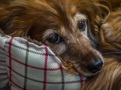 How to Deal with Your Senior Dog’s Hearing Loss