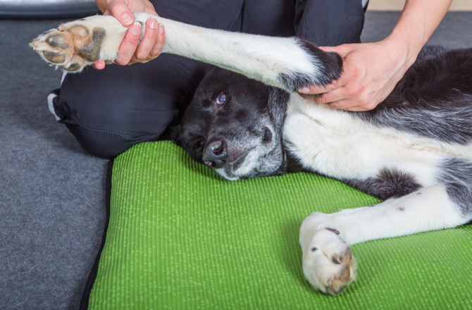 how to help a dog with a hurt knee