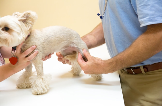 how to help a dog with a hurt knee