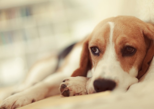 Can Dogs Have Bipolar Disorder?