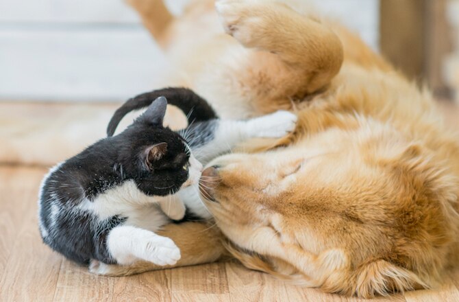 How to Tell If Dogs Are Feline Friendly