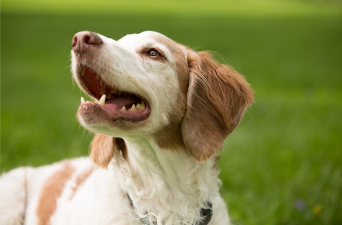 8-tips-for-feeding-your-senior-dog-petmd