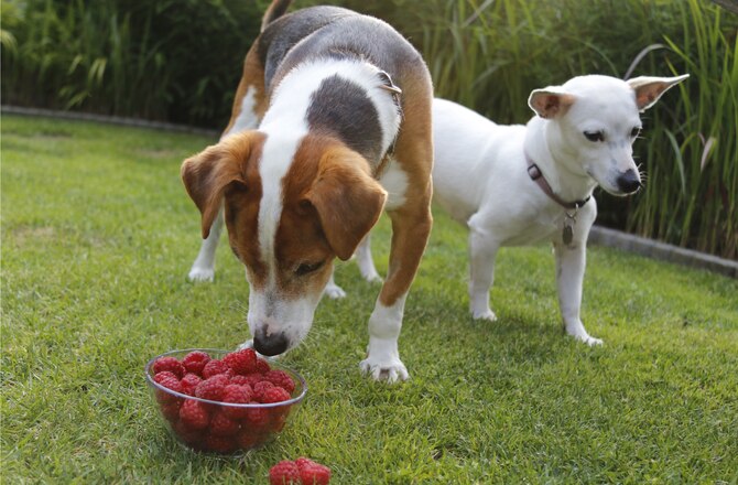 8 Tips for Feeding Your Senior Dog | PetMD