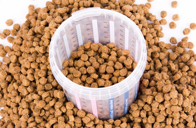 What Age To Start Feeding Senior Dog Food