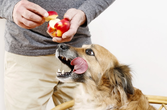 Feeding senior hot sale dogs