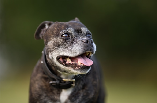 feeding older dogs