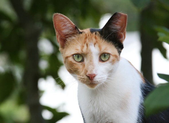 Fleas, Ticks, and Feral Cats: What’s Being Done?