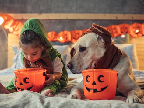 Halloween Scares at the Vet Clinic: Don't Let These Happen to You