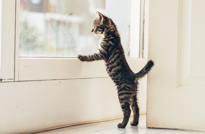 6-reasons-your-kitten-is-crying-petmd