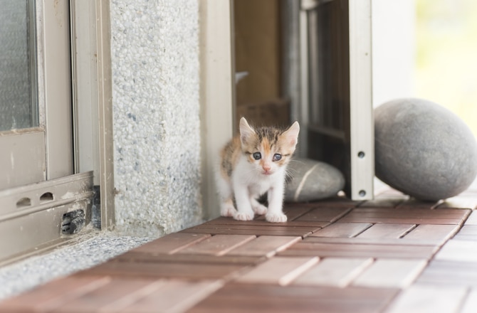 What Does It Mean When A Cat Is Screaming? 