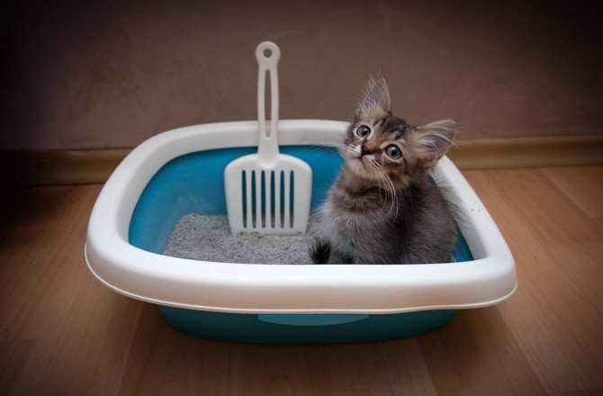 6-reasons-your-kitten-is-crying-petmd