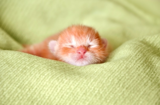 Facts about baby store kittens