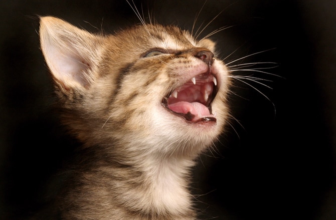 Kitten Adult Teeth 10 Interesting Facts About Newborn Kittens PetMD