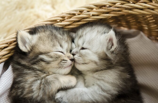 petmd-kitten-facts.jpg?w=640&q=75