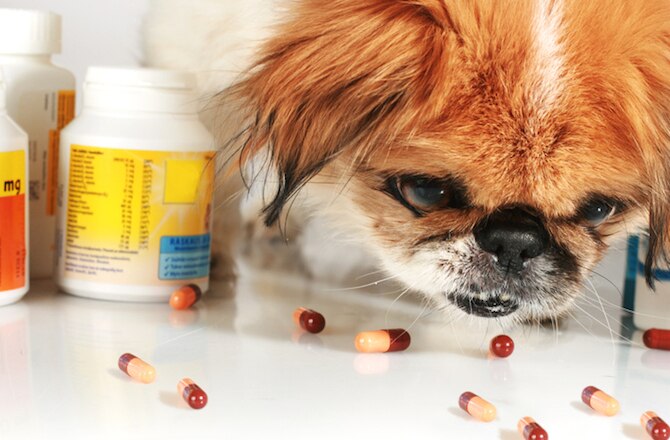 5-types-of-liver-disease-in-dogs-petmd