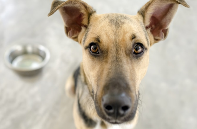 Low-Protein Dog Food: Is It Right For Your Pet?