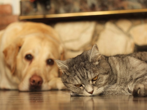 Do Dogs and Cats Have Long-Term Memories?