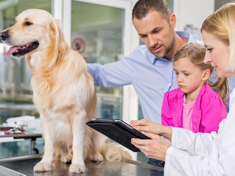 Missed Diagnoses: What to Do When You Think Your Vet Is Missing Something