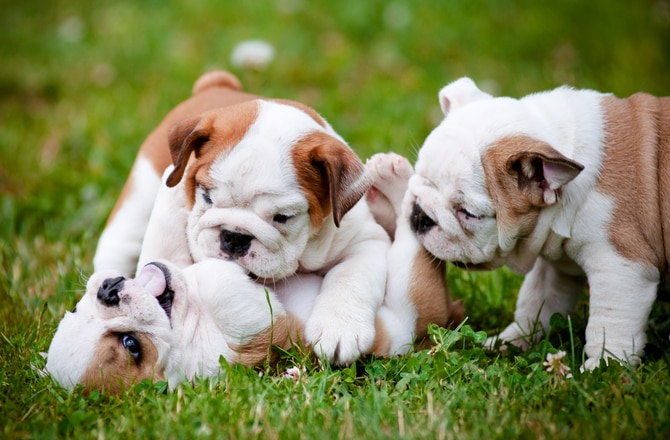 Newborn Puppies Week Old English Bulldog English Bulldog Puppies