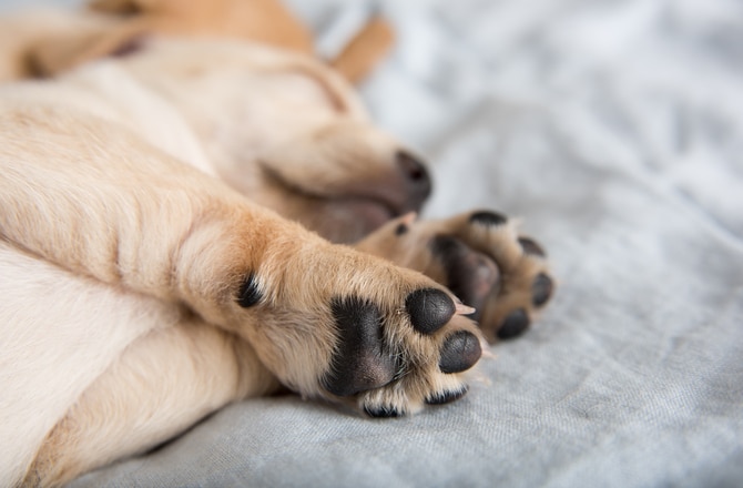 are puppies born with pink paws