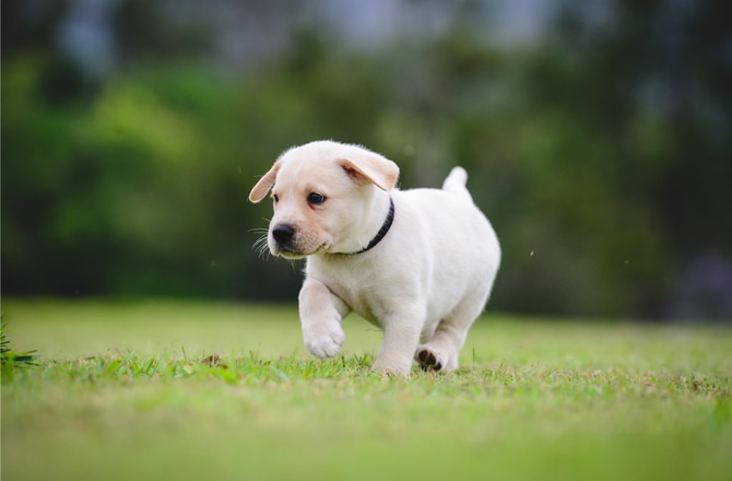 12 Fascinating Facts You Didn't Know About Newborn Puppies | PetMD