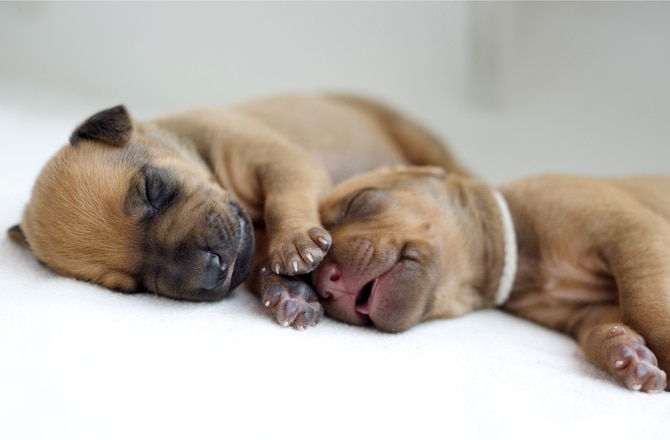Elementair Weggegooid Onderscheppen 12 Fascinating Facts You Didn't Know About Newborn Puppies | PetMD