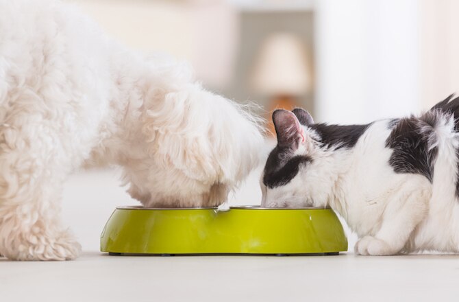Is Your Pet’s Food Safe?