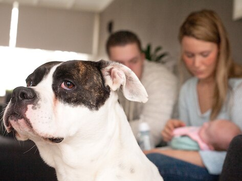 Pets and Newborns: Myths You Shouldn’t Believe