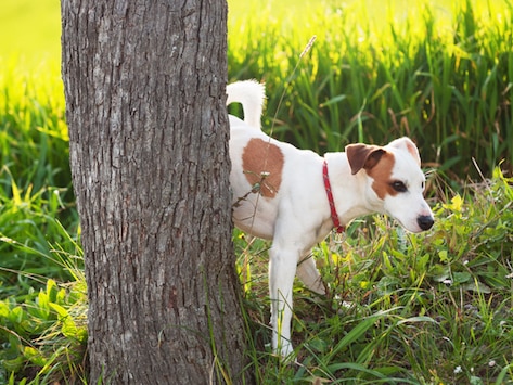 What Your Pet’s Urine Says About His Health