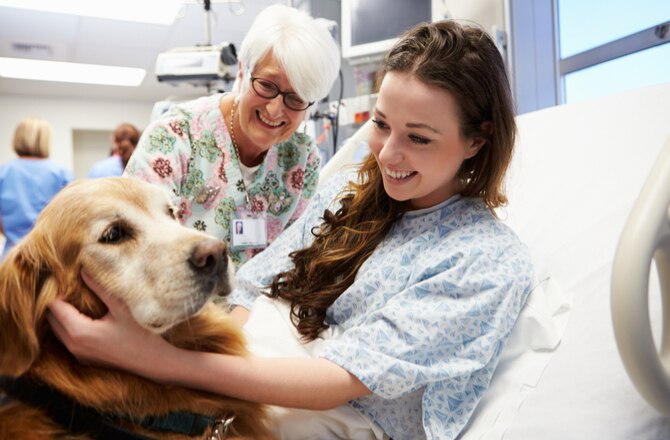 Pet Visits in Hospitals: What Are the Risks?