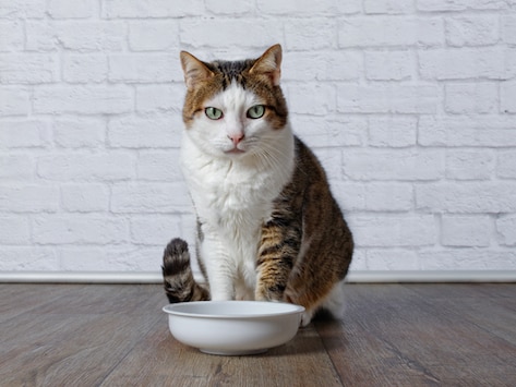 How to Ease Your Pet into a Weight Loss Diet