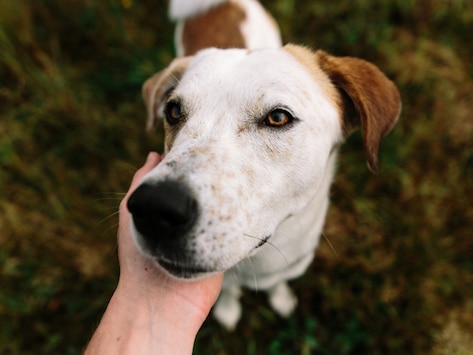 The Power of Praise: Encouraging Good Behavior in Dogs