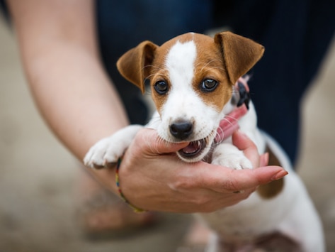 How to Find, Treat, and Prevent Fleas on Puppies