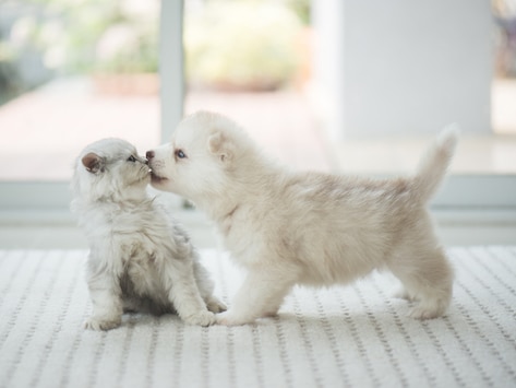 8 Surprising Facts About Puppy and Kitten Nutrition
