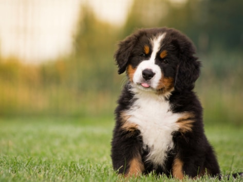 What Is Shaking Puppy Syndrome?