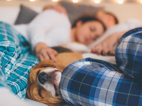 Is It Safe to Sleep with Your Pet?
