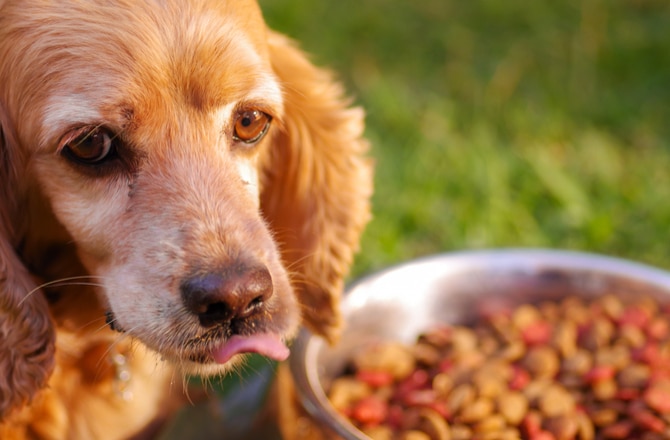 foods for strong bones for dogs