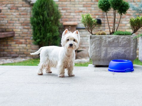7 Reasons Why Your Dog May Need a Therapeutic Diet