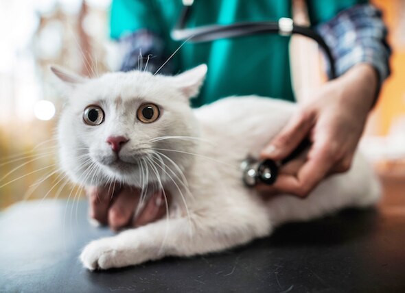 Why Cats Don’t Get the Care They Need (and Deserve)