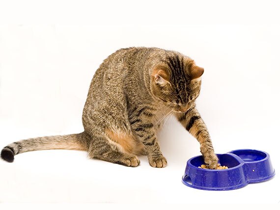 Why Are Cats Such Picky Eaters?