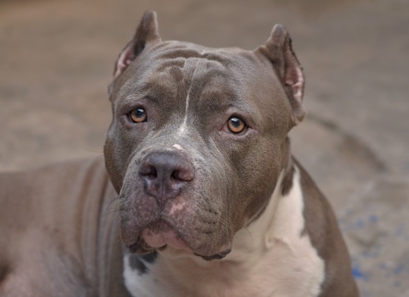 Montreal Passes Controversial Law to Ban Pit Bulls and Similar Breeds