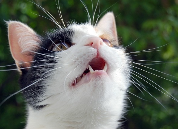 Pneumonia (Aspiration) in Cats