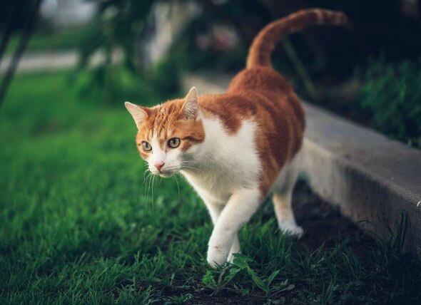 Poisoning in Cats (Overview) | PetMD